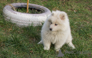 Foto №3. Samojeden Weibchen. Polen