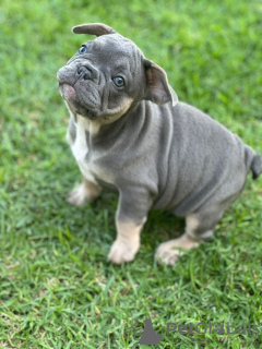 Zusätzliche Fotos: Welpen zu verkaufen Sehr süße französische Bulldoggenwelpen