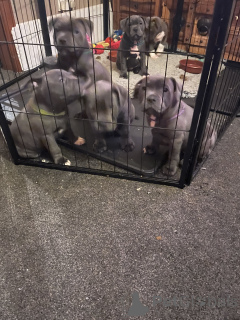 Foto №3. Blauer Staffordshire Bullterrier Welpen. Deutschland