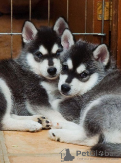 Foto №1. siberian husky - zum Verkauf in der Stadt Hannover | Frei | Ankündigung № 118598