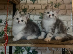 Foto №1. munchkin - zum Verkauf in der Stadt München | verhandelt | Ankündigung № 161193