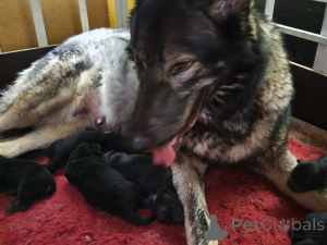 Foto №1. mischlingshund - zum Verkauf in der Stadt Tallinn | verhandelt | Ankündigung № 163412