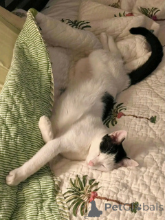 Foto №3. Dieser entzückende weiße Dollface-Perser kontaktiert WhatsApp Business unter. Finnland