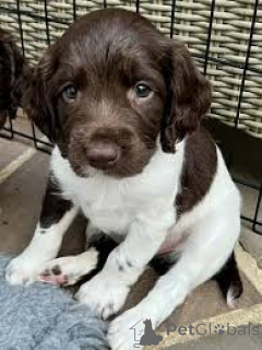 Foto №3. Englische Springer Spaniel Welpen zu verkaufen. Niederlande