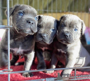 Foto №1. cane corso italiano - zum Verkauf in der Stadt Charleroi | 200€ | Ankündigung № 129076