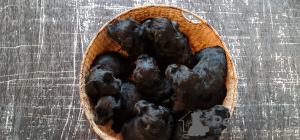 Foto №1. russischer schwarzer terrier - zum Verkauf in der Stadt Otwock Wielki | 836€ | Ankündigung № 42297