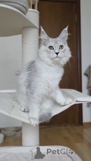 Foto №4. Ich werde verkaufen maine-coon-katze in der Stadt Arel. züchter - preis - verhandelt