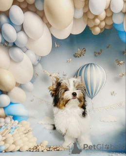 Foto №2 zu Ankündigung № 158573 zu verkaufen biewer terrier - einkaufen Weißrussland quotient 	ankündigung