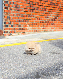 Foto №3. Pomeranian-Welpen sind bereit für ihr ewiges Zuhause, als Rüden und Hündinnen. Niederlande
