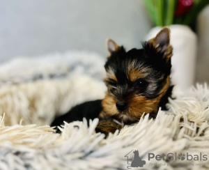 Foto №2 zu Ankündigung № 75544 zu verkaufen yorkshire terrier - einkaufen Serbien quotient 	ankündigung