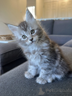 Foto №1. maine-coon-katze - zum Verkauf in der Stadt Berlin | verhandelt | Ankündigung № 177806