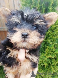 Foto №1. biewer terrier, yorkshire terrier - zum Verkauf in der Stadt Tallinn | 400€ | Ankündigung № 105640