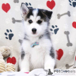 Foto №2 zu Ankündigung № 127292 zu verkaufen siberian husky - einkaufen USA 