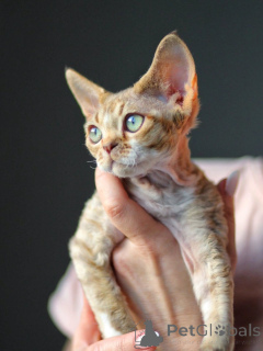Foto №1. devon rex - zum Verkauf in der Stadt Berlin | verhandelt | Ankündigung № 171388