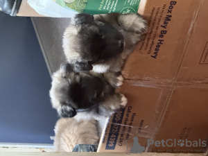 Foto №3. Champion Line, Dokumente. USA