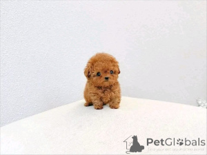 Foto №3. Pudelwelpe zur Adoption bereit!. Zypern
