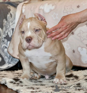Foto №3. Premium Pocket American Bully Welpen bereit für neue Häuser!. USA