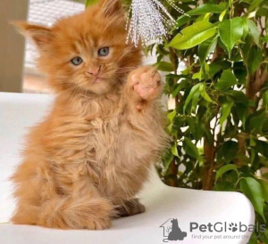 Foto №2 zu Ankündigung № 126527 zu verkaufen maine-coon-katze - einkaufen Spanien quotient 	ankündigung, züchter