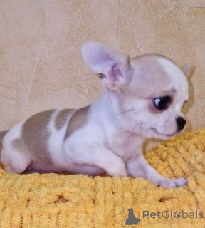 Foto №3. Süße Chihuahuas zur Adoption verfügbar in USA