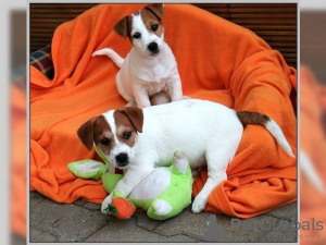 Foto №1. jack russell terrier - zum Verkauf in der Stadt Berlin | Frei | Ankündigung № 127153