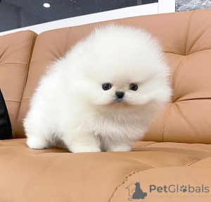 Foto №4. Ich werde verkaufen pommersche spitz in der Stadt Berlin. züchter - preis - verhandelt