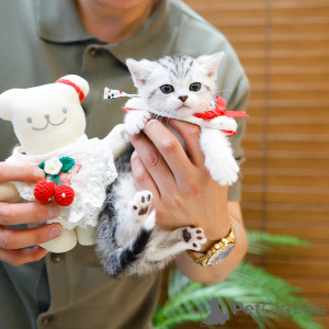 Foto №2 zu Ankündigung № 164490 zu verkaufen munchkin - einkaufen Frankreich quotient 	ankündigung