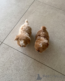 Foto №2. Dienstleistungen für die Lieferung und den Transport von Katzen und Hunden in Kroatien. Price - 350€. Ankündigung № 131992