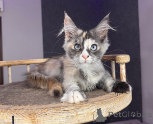 Foto №3. Seltenes blauäugiges verdünntes Calico-Maine-Coon-Kätzchen, weich und. Polen