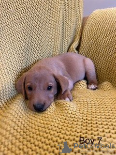 Foto №3. Wunderschöner Wurf MIT 7 Labrador-Welpen. Deutschland