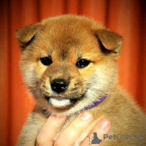 Zusätzliche Fotos: Shiba Inu Welpen aus dem Yukashi Zwinger suchen die besten Besitzer