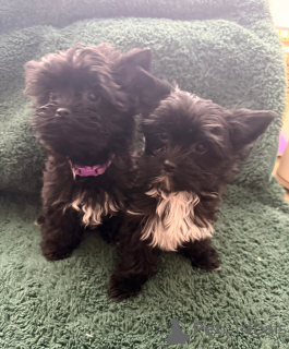 Foto №4. Ich werde verkaufen yorkshire terrier in der Stadt Vukovar.  - preis - 339€