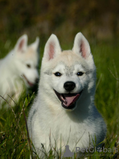 Zusätzliche Fotos: Beautiful Husky Puppies Your Loyal Companions!