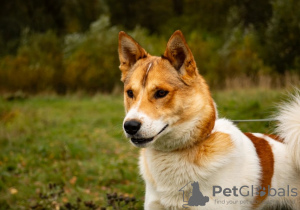 Foto №2 zu Ankündigung № 29974 zu verkaufen mischlingshund - einkaufen Russische Föderation quotient 	ankündigung