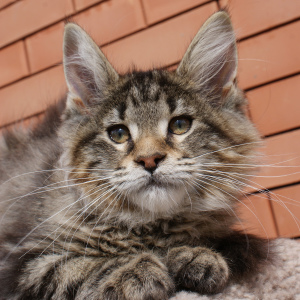 Foto №4. Ich werde verkaufen maine-coon-katze in der Stadt Rostow am Don. vom kindergarten - preis - 482€