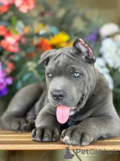 Foto №4. Ich werde verkaufen cane corso italiano in der Stadt Texas City. züchter - preis - verhandelt