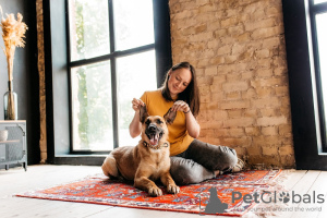 Zusätzliche Fotos: Bria ist ein Hund, den Sie nicht vergessen werden! In guten Händen