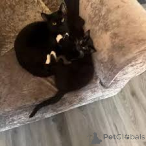 Foto №1. bombay-katze - zum Verkauf in der Stadt Tampere | 580€ | Ankündigung № 164943