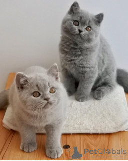 Foto №1. britisch kurzhaar - zum Verkauf in der Stadt Davos | 400€ | Ankündigung № 174515