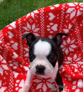 Foto №4. Ich werde verkaufen boston terrier in der Stadt Viimsi. quotient 	ankündigung - preis - 600€