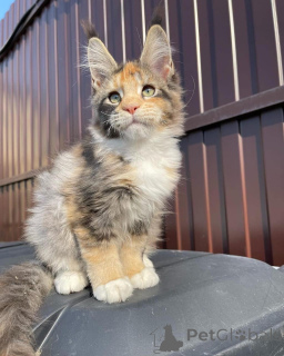 Foto №4. Ich werde verkaufen maine-coon-katze in der Stadt Hamburg. quotient 	ankündigung - preis - verhandelt