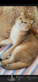 Foto №3. schottisch. Russische Föderation