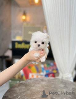 Foto №2 zu Ankündigung № 148776 zu verkaufen malteser - einkaufen Großbritannien quotient 	ankündigung