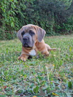 Foto №1. cane corso italiano - zum Verkauf in der Stadt Michów | 1000€ | Ankündigung № 106780