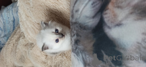 Foto №2 zu Ankündigung № 136049 zu verkaufen birma-katze - einkaufen Spanien vom kindergarten, züchter