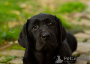 Foto №4. Ich werde verkaufen labrador retriever in der Stadt Бачка-Паланка.  - preis - verhandelt