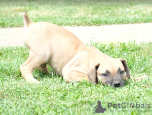 Zusätzliche Fotos: Boerboel-Welpen (Südafrikanischer Mastiff).