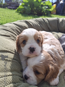 Foto №4. Ich werde verkaufen amerikanischer cocker spaniel, english cocker spaniel, english springer spaniel, mischlingshund, welsh springer spaniel, irish water spaniel, perro de agua español, cavalier king charles spaniel, cavalier king charles spaniel, clumber spaniel, russian spaniel, tibet-spaniel in der Stadt Stockholm. quotient 	ankündigung, vom kindergarten, züchter - preis - 1100€