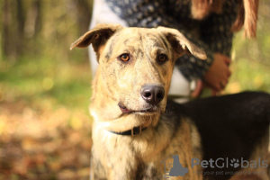 Foto №1. mischlingshund - zum Verkauf in der Stadt Москва | Frei | Ankündigung № 90691