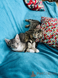 Foto №2 zu Ankündigung № 146138 zu verkaufen europäisch kurzhaar - einkaufen Deutschland quotient 	ankündigung