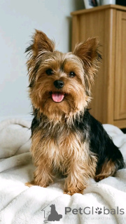 Foto №1.  - zum Verkauf in der Stadt Ohio | verhandelt | Ankündigung № 162953